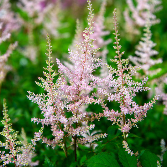 Astilbe arendsii 'Erica'