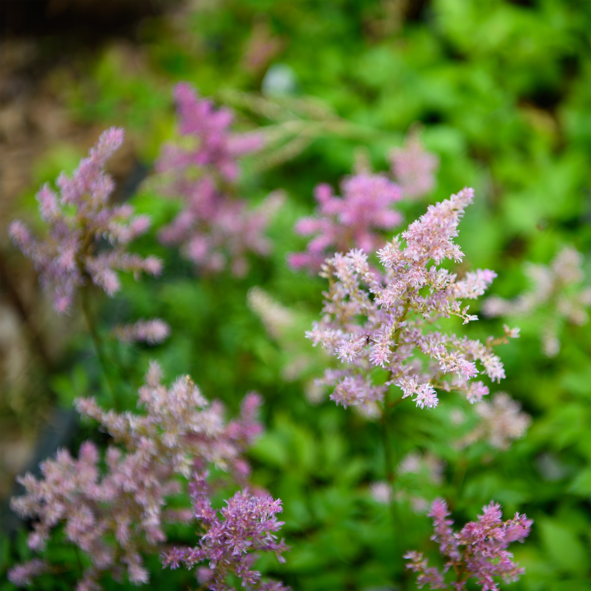 lavender astilbe plant Astilbe x arendsii 'Gloria Purpurea'