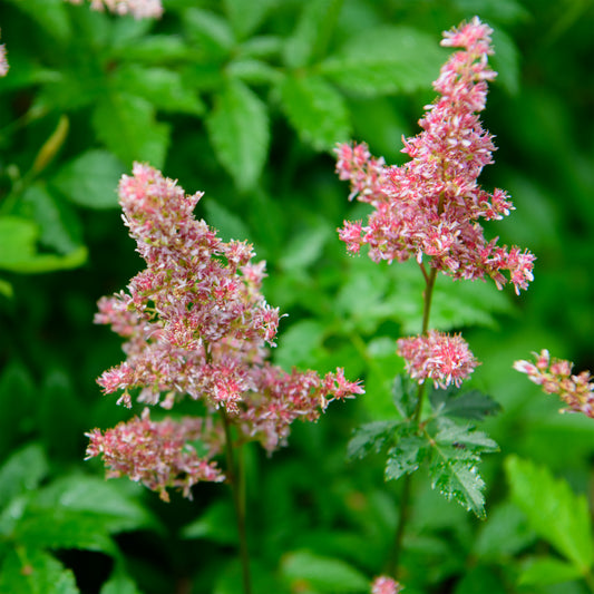 Astilbe arendsii 'Grete Pungel'