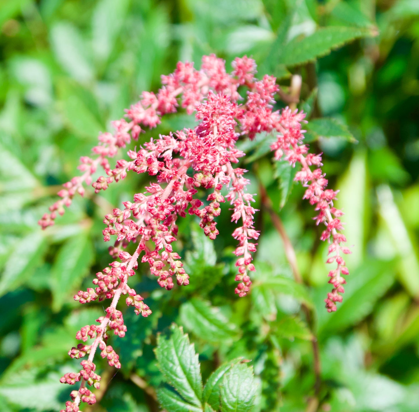 Astilbe arendsii 'Kriemhilde'