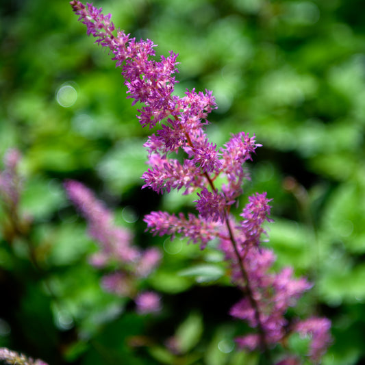 Astilbe arendsii 'Mars'