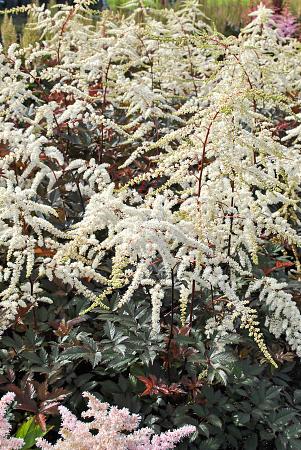 Astilbe arendsii 'Moccachino'