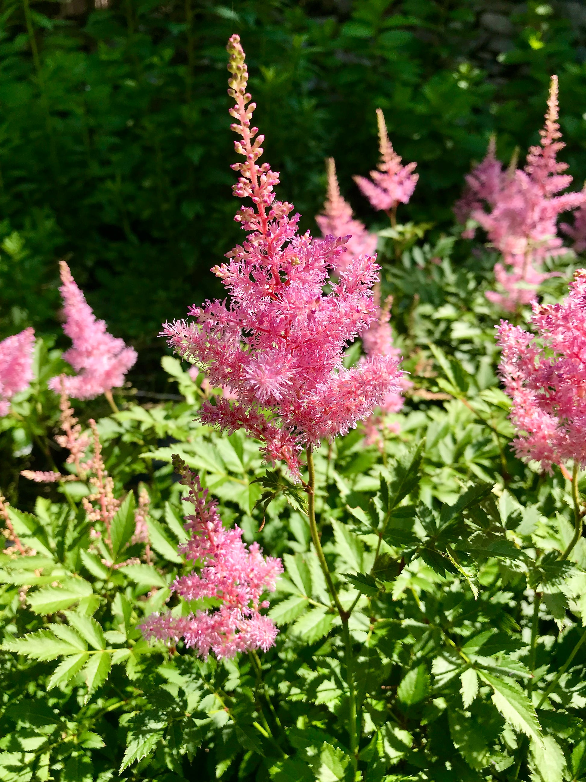 Astilbe arendsii 'Venus'