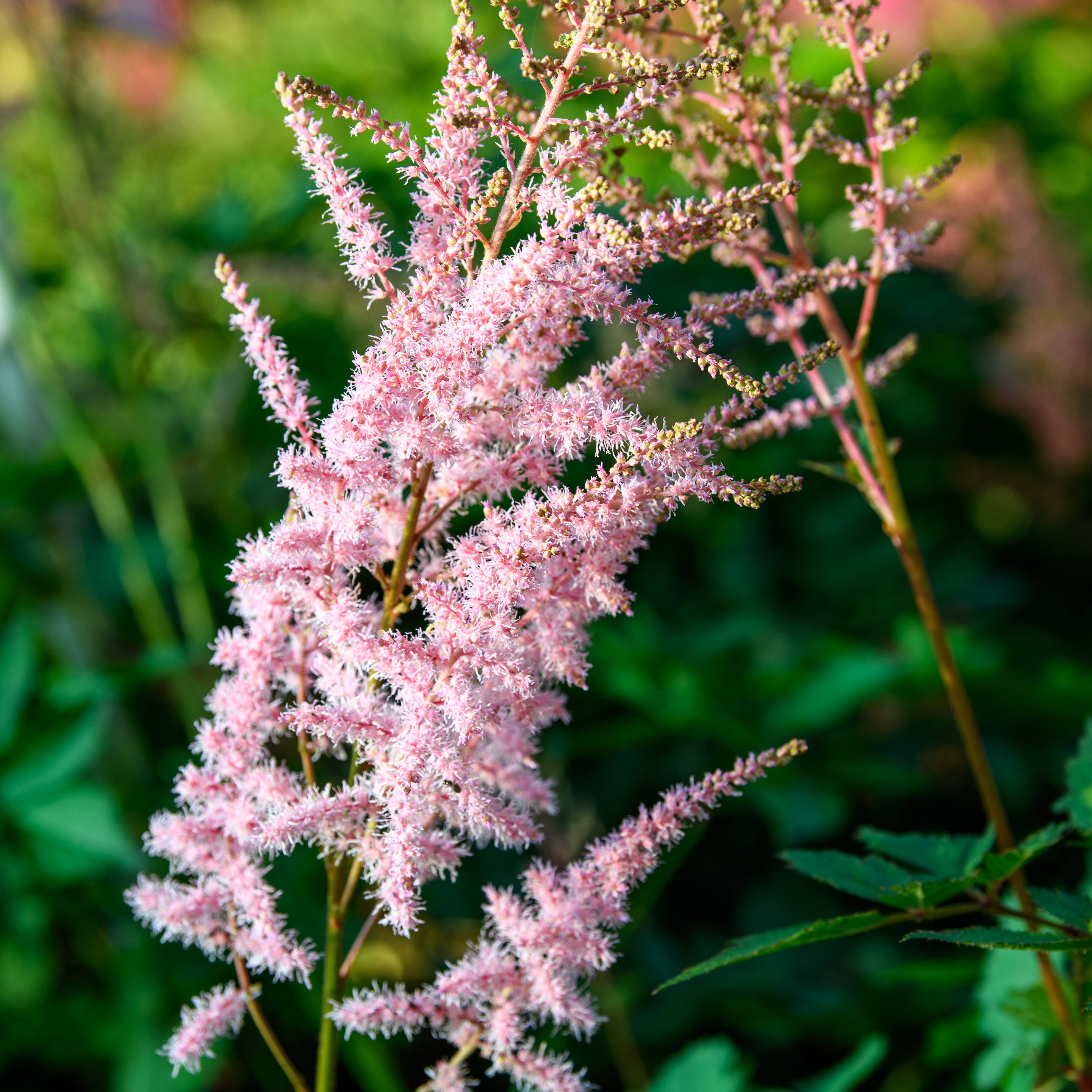 Astilbe chinensis 'Mighty Pip' – Fieldstone Gardens Inc