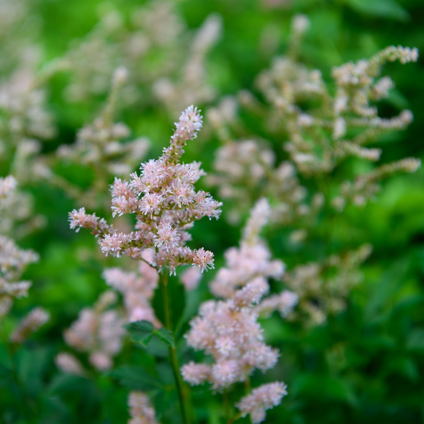 Astilbe japonica 'Europa'