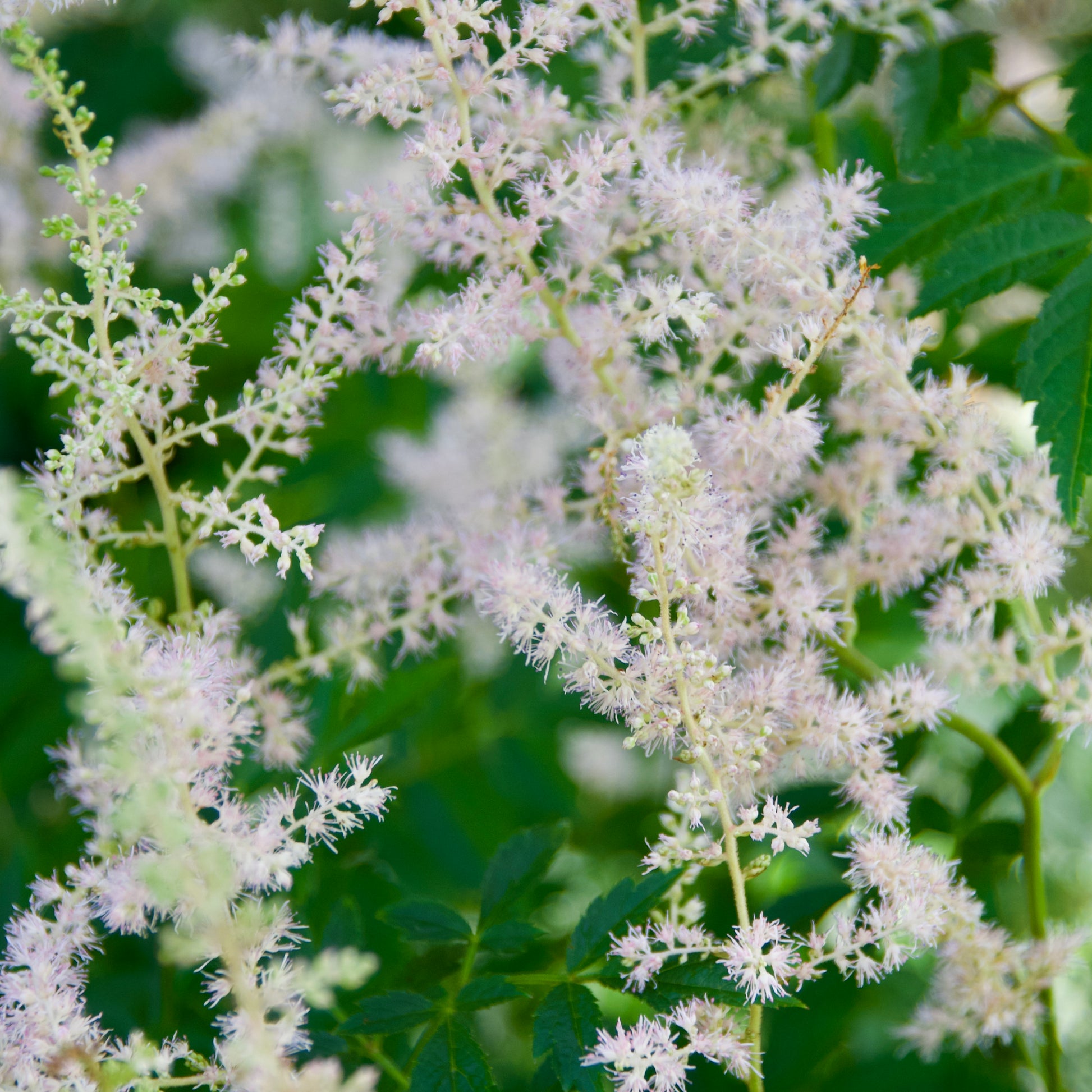 Astilbe x  'Eden's Odysseus'