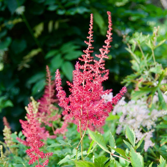 Astilbe chinensis  'Veronica Klose'