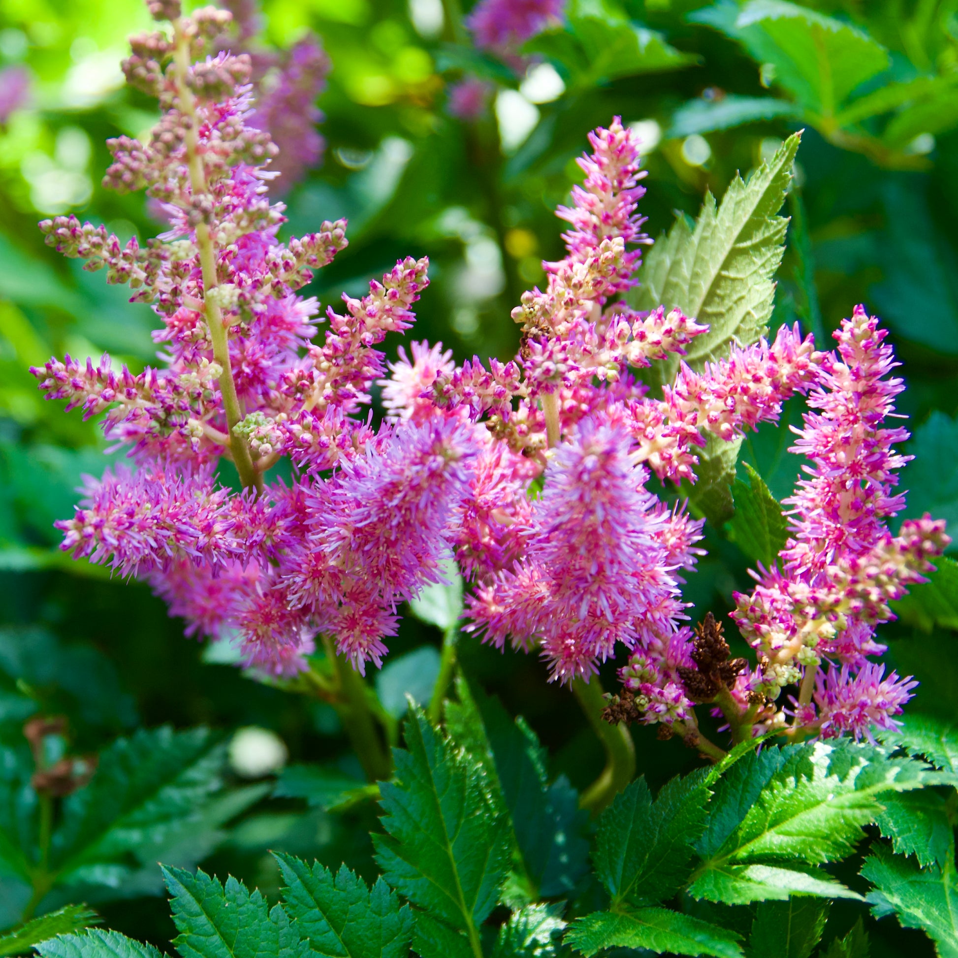lavender astilbe plant Astilbe chinensis 'Visions'