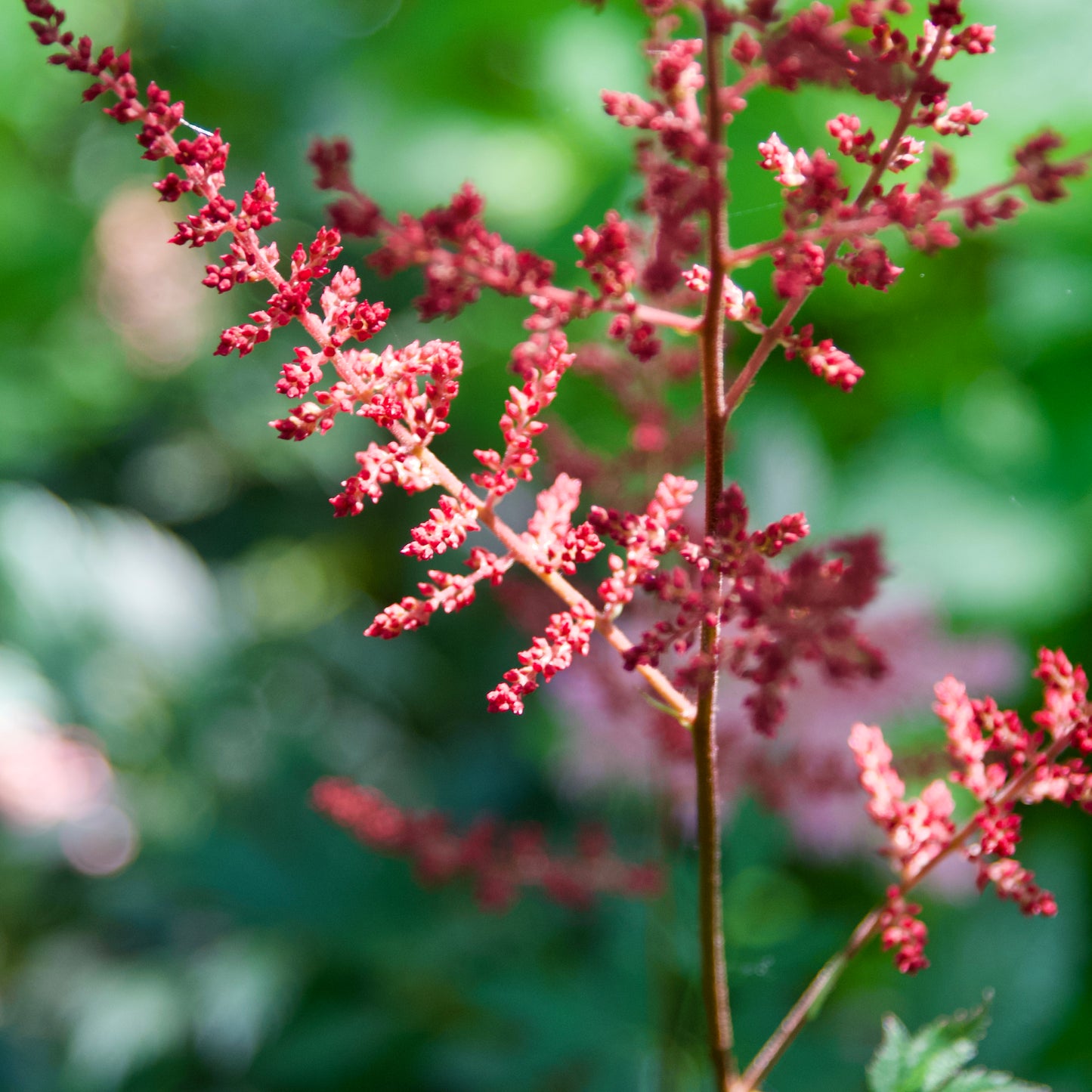 Astilbe simplicifolia 'Aphrodite'