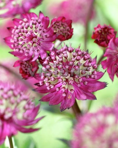 Astrantia major 'Abbey Road'
