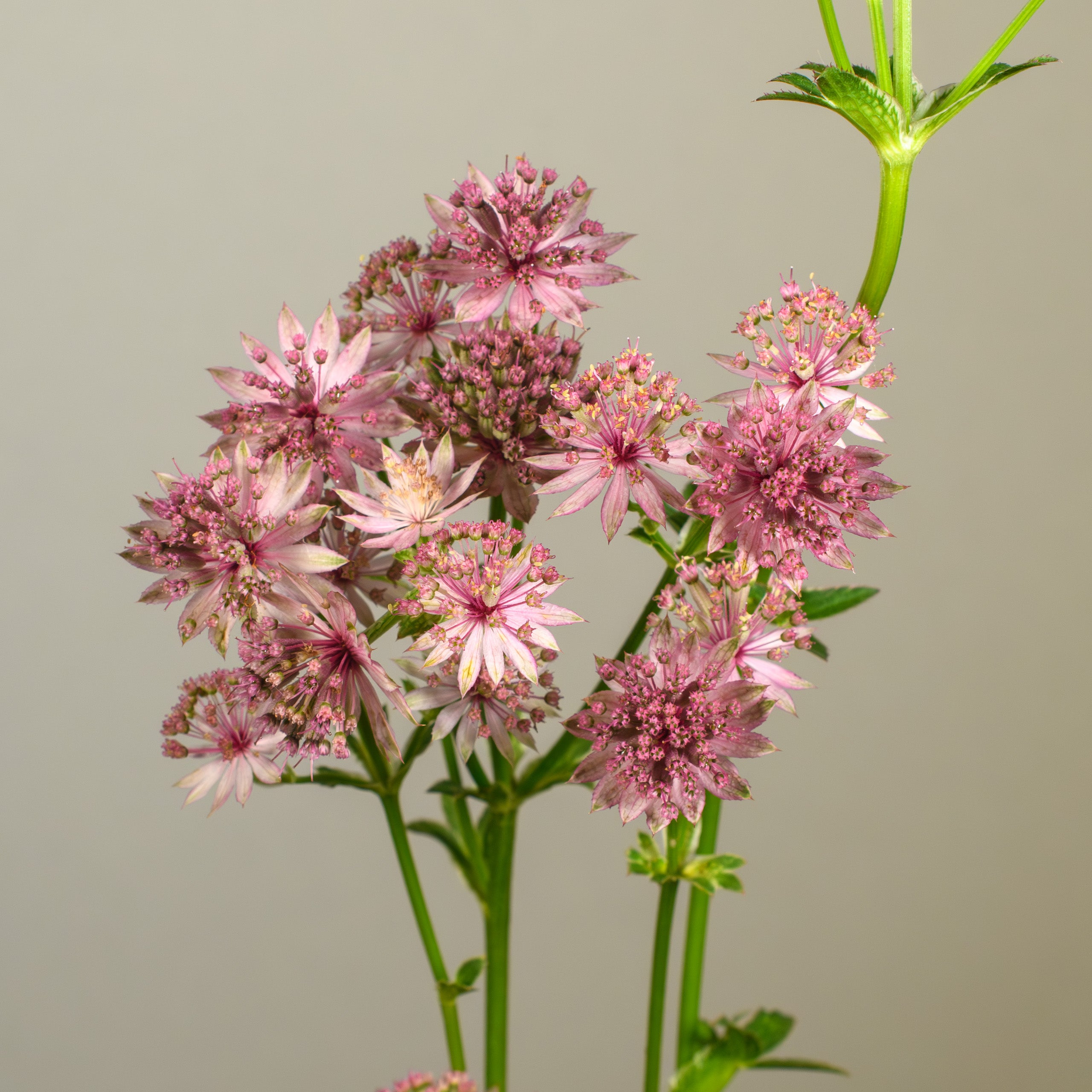 Astrantia major 'Roma' (Masterwort) – Fieldstone Gardens Inc