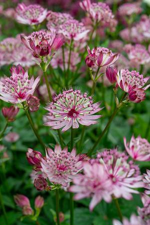 Astrantia major 'Sparkling Stars Pink' (Masterwort)