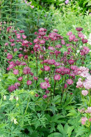 Astrantia major 'Sparkling Stars Red'