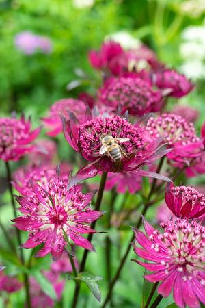 Astrantia major 'Sparkling Stars Red'