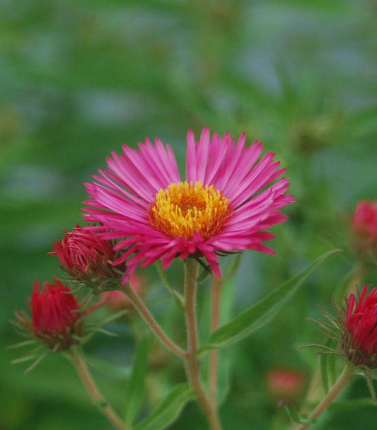 Aster novae-angliae 'Alma Potschke'