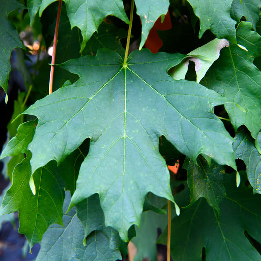 Acer Saccharum 'Super Sweet' (Sugar Maple)