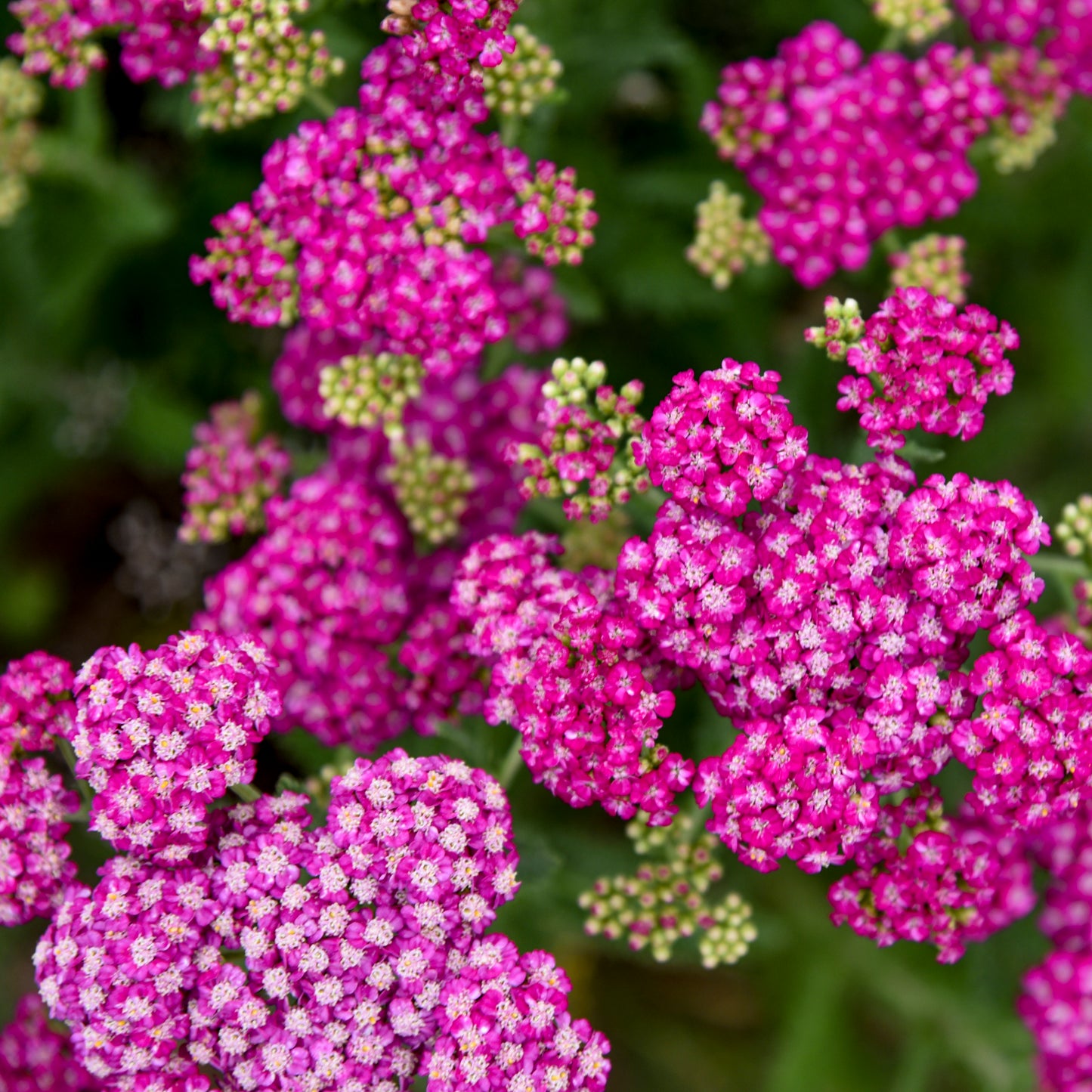 Achillea 'Firefly Fuchsia'