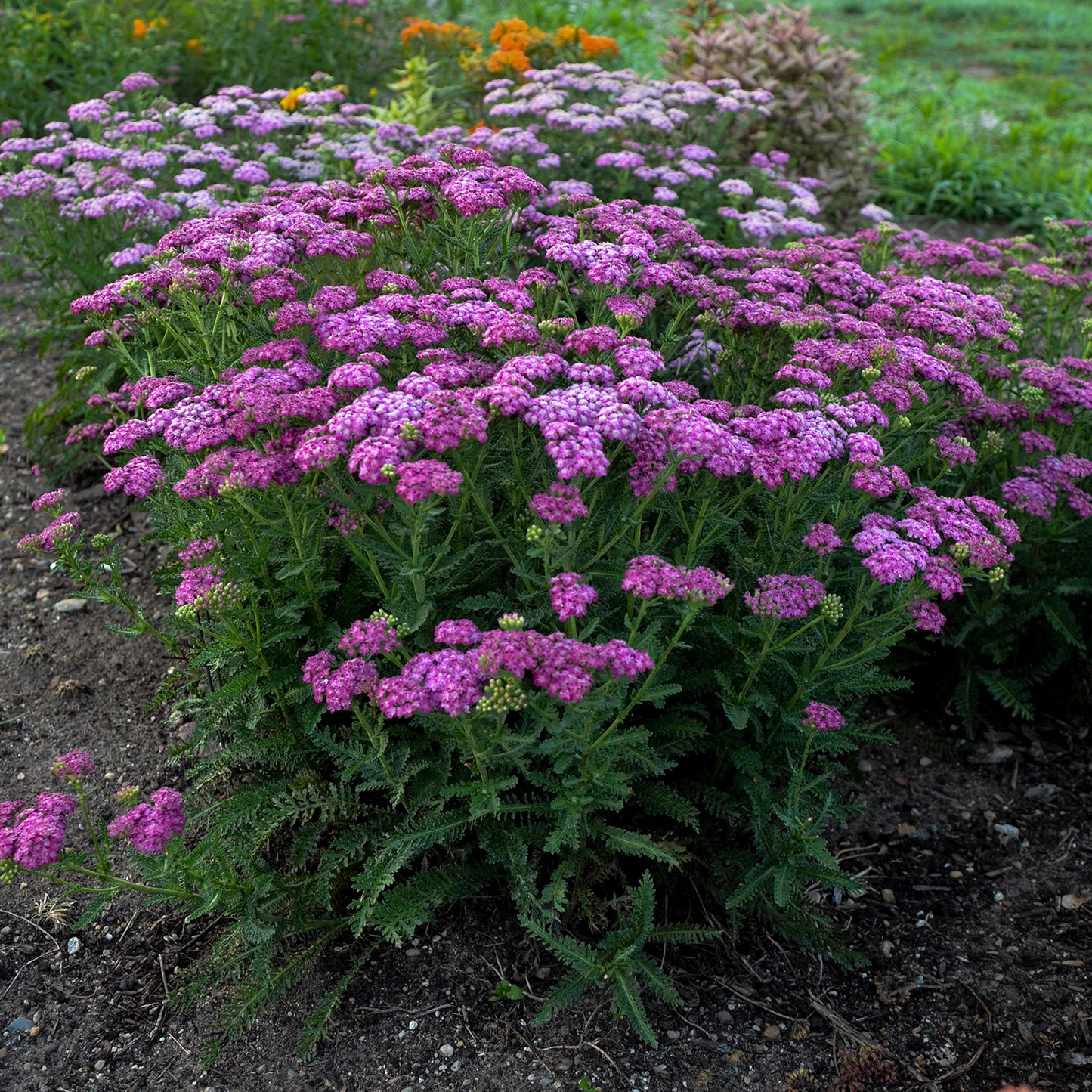 Achillea 'Firefly Fuchsia'