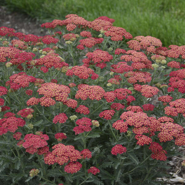 Achillea x 'Firefly Red Pop' (Yarrow)