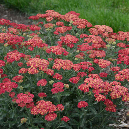 Achillea x 'Firefly Red Pop' (Yarrow)