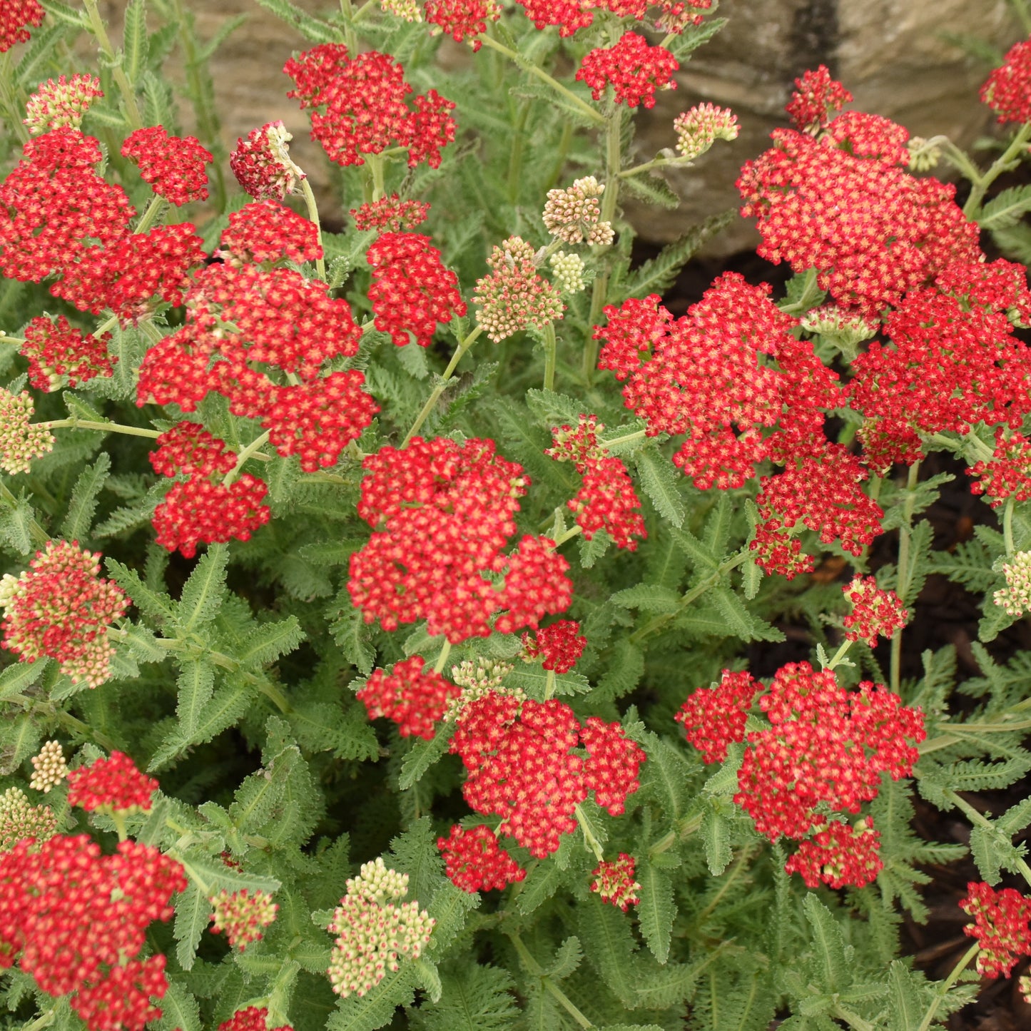 Achillea millefolium 'Sassy Summer Sangria'