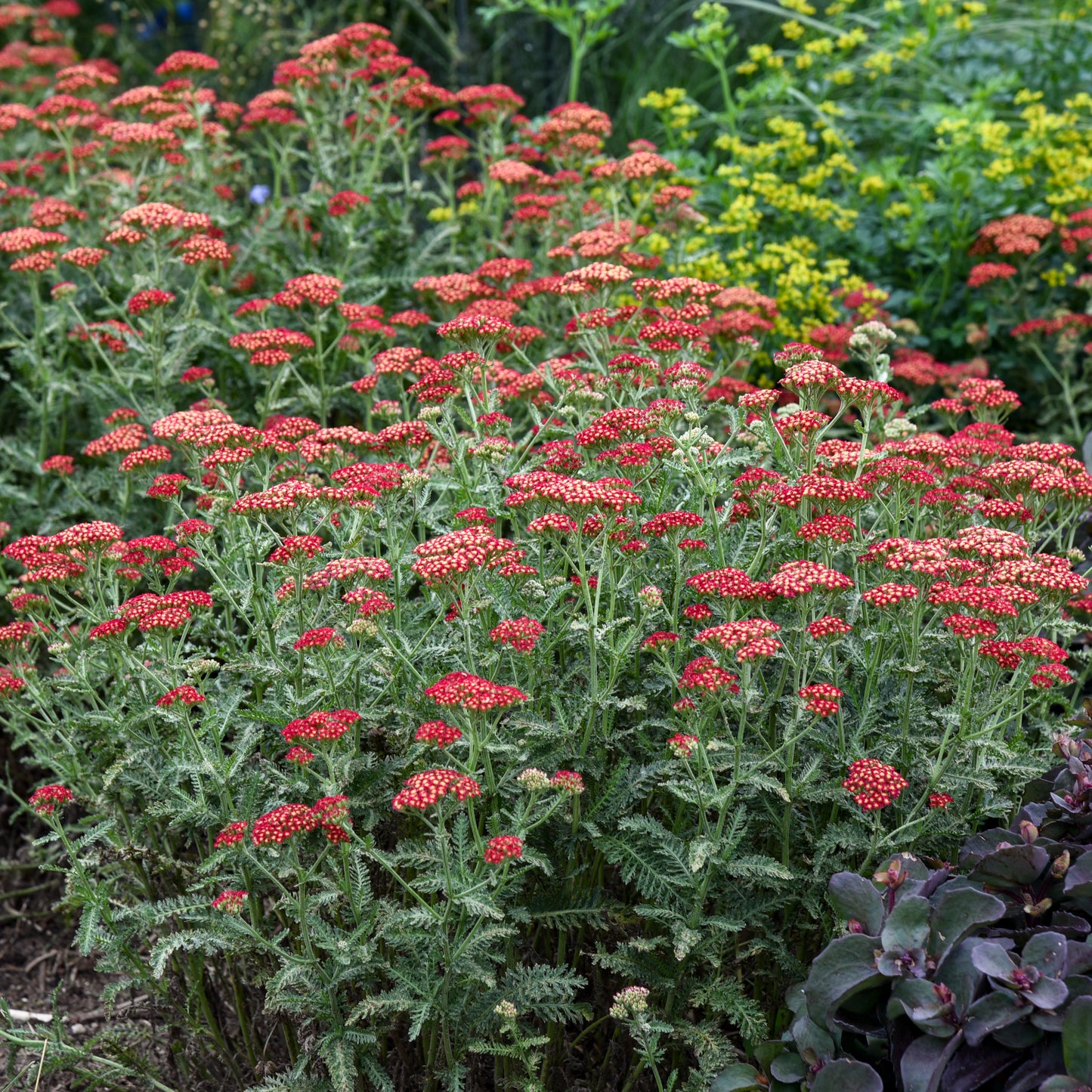 Achillea millefolium 'Sassy Summer Sangria'