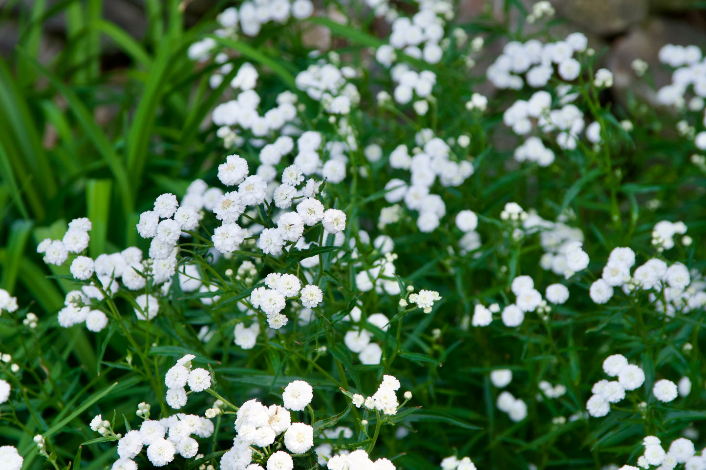 White flowers with green leaves on a natural background