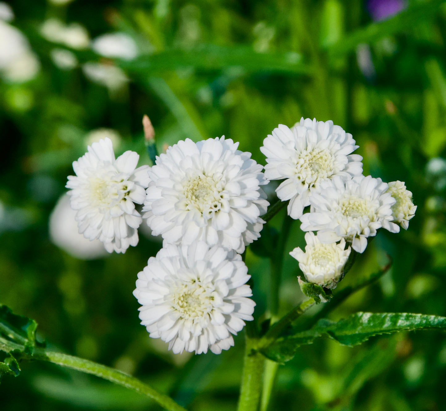 Achillea ptarmica 'Peter Cottontail' (Yarrow)