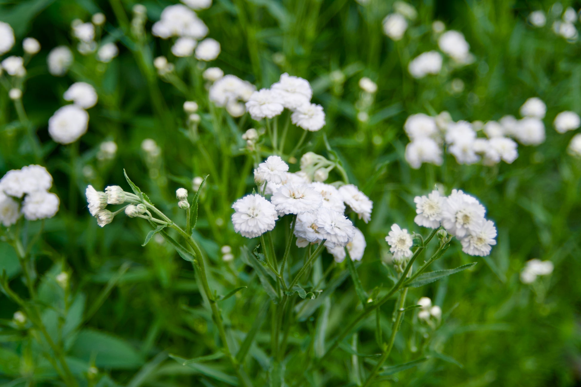 White flowers with green leaves in a natural setting