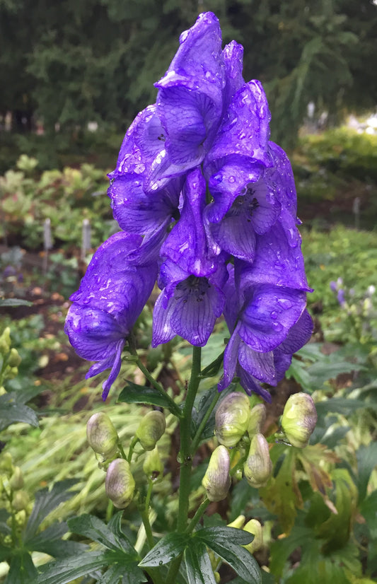 Aconitum carmichaelii 'Arendsii' (Monkshood)