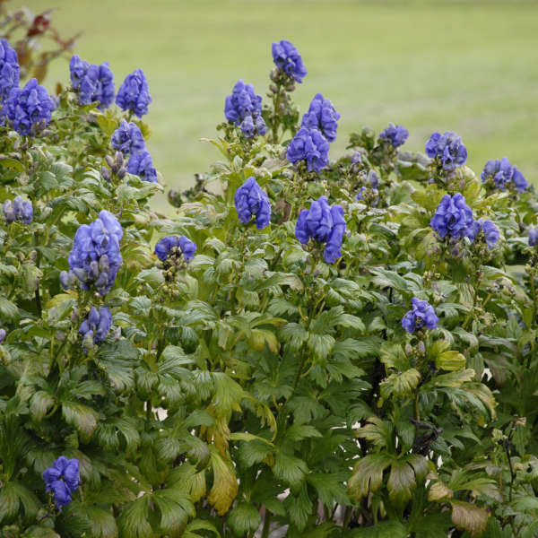 Aconitum fischeri (Monkshood)