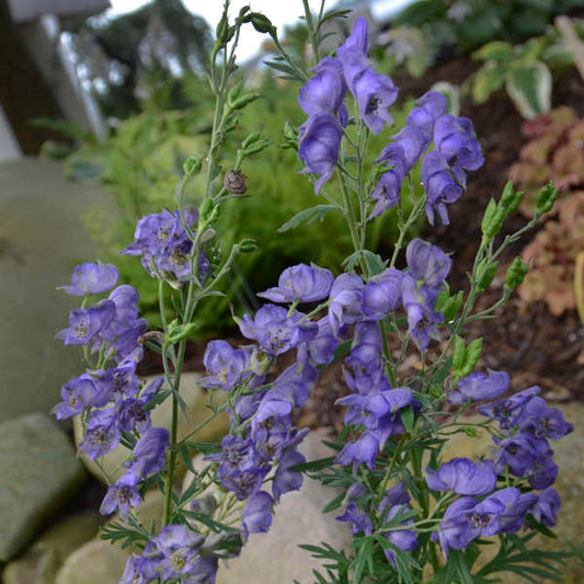 Aconitum napellus (Monkshood)