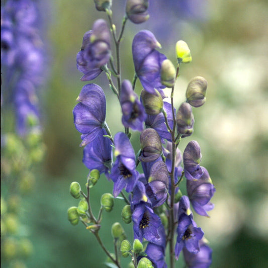 Aconitum napellus (Monkshood)