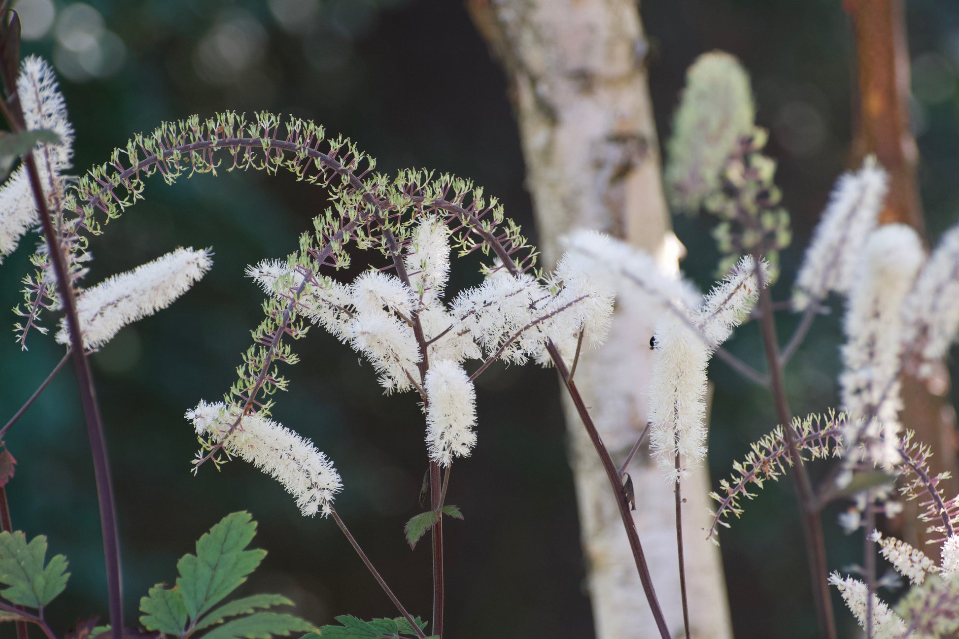 Close-up of white flowers with a blurred natural background