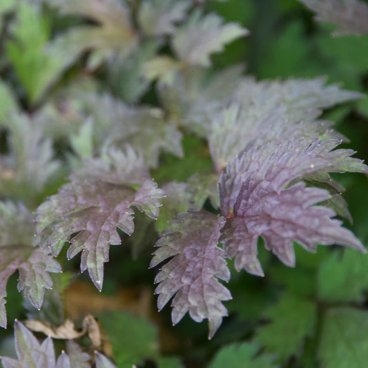 Close-up of purple and green leaves with a blurred background