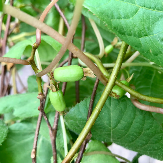 Green fruits on a vine with leaves