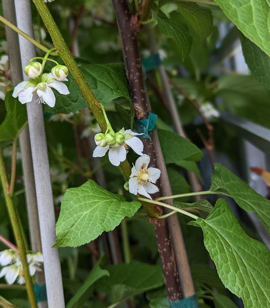 Actinidia kolomikta 'September Sun' - (Female Kiwi)
