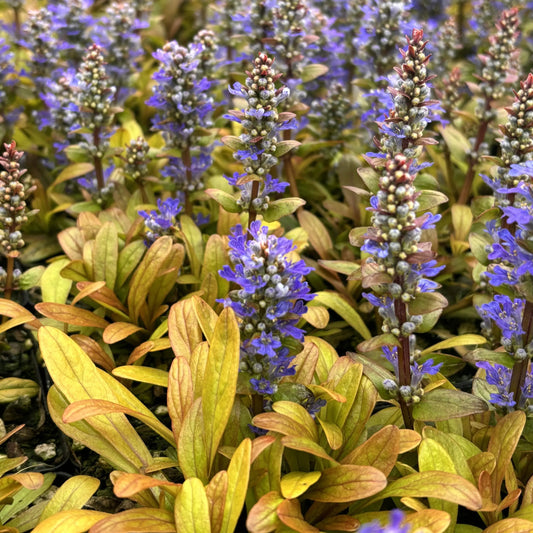 Ajuga reptans Feathered Friends 'Fancy Finch' PPAF