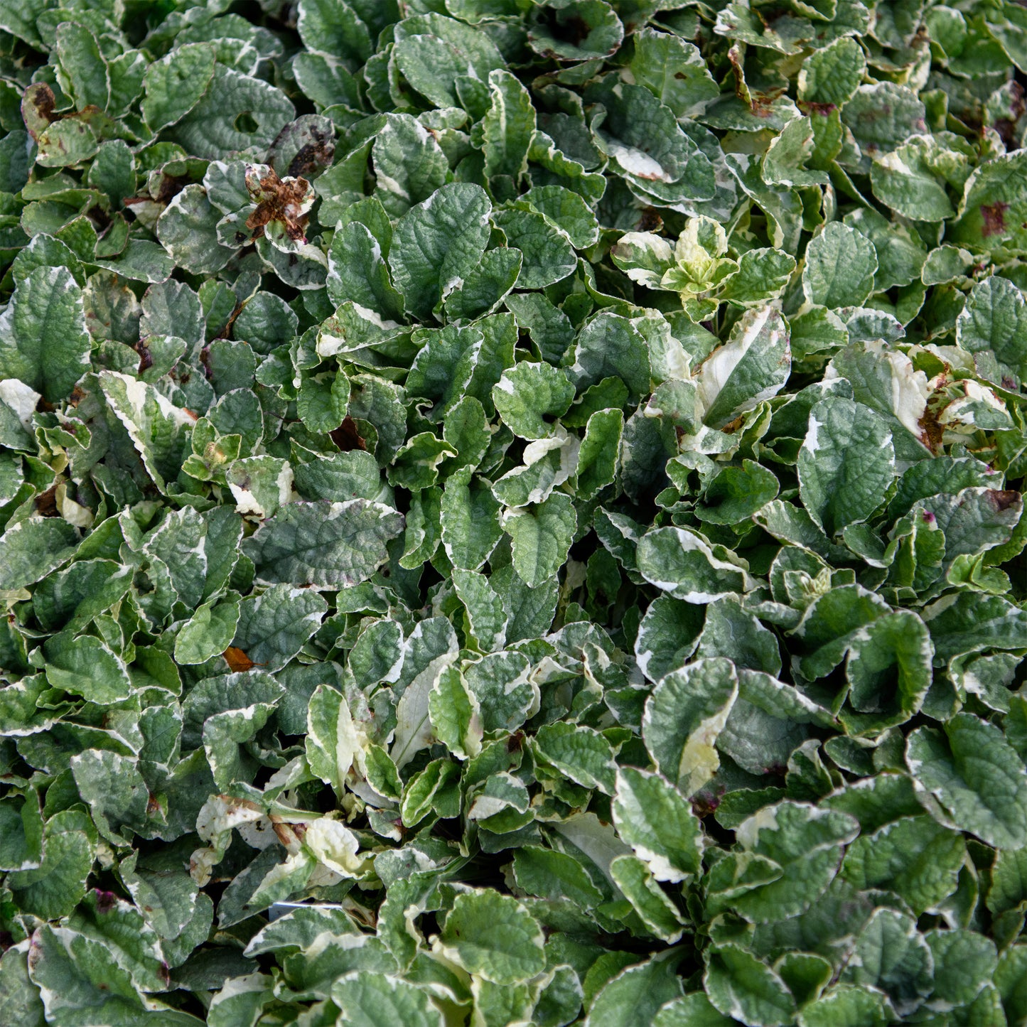 A close-up of Ajuga reptans 'Pink Lightning' foliage, showing white-edged, gray green leaves.