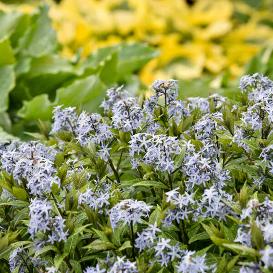 Amsonia 'Starstruck' (Narrow Leaf Blue Star)