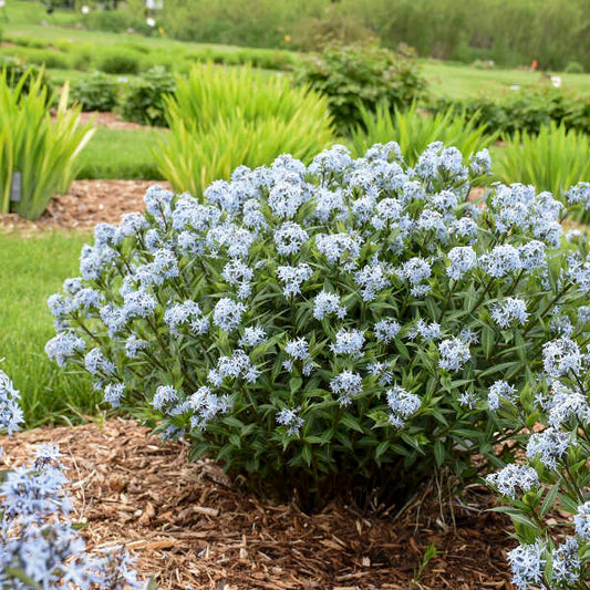 Amsonia 'Starstruck' (Narrow Leaf Blue Star)