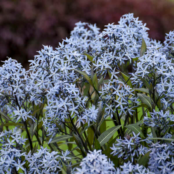 AMSONIA t. 'Storm Cloud'