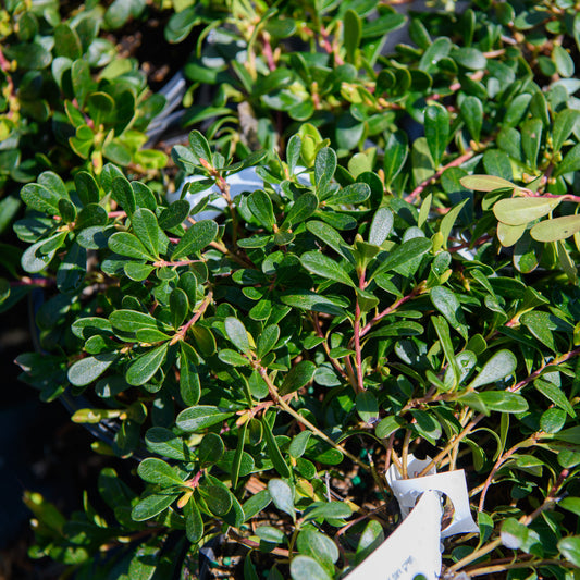 Arctostaphylos uva-ursi 'Massachusetts'  (Bearberry, Kinnikinnick)