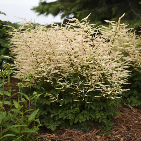 Aruncus x 'Chantilly Lace' (Goatsbeard)