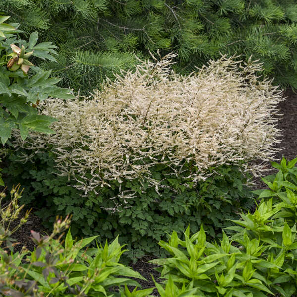 Aruncus x 'Chantilly Lace' (Goatsbeard)