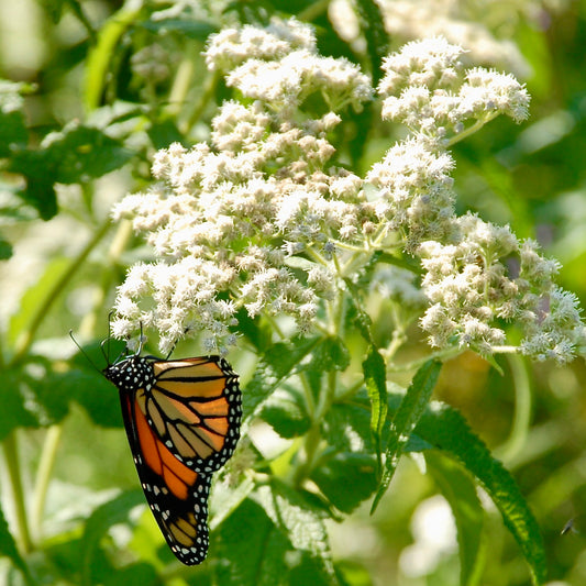 Monarch butterfly on a white milkweed flower with green leaves in the background
