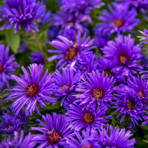Aster novae-angliae  'Grape Crush' (New England Aster)