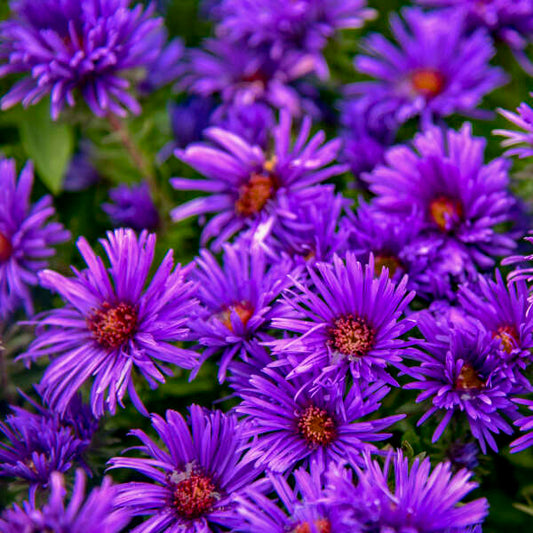 Aster novae-angliae  'Grape Crush' (New England Aster)