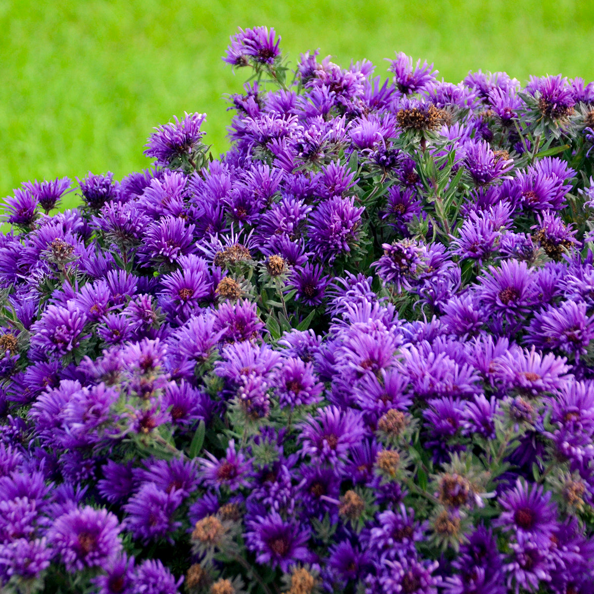 Aster novae-angliae  'Grape Crush' (New England Aster)