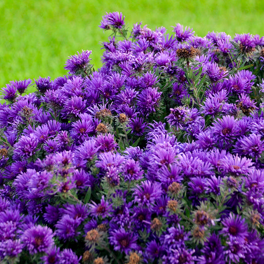 Aster novae-angliae  'Grape Crush' (New England Aster)
